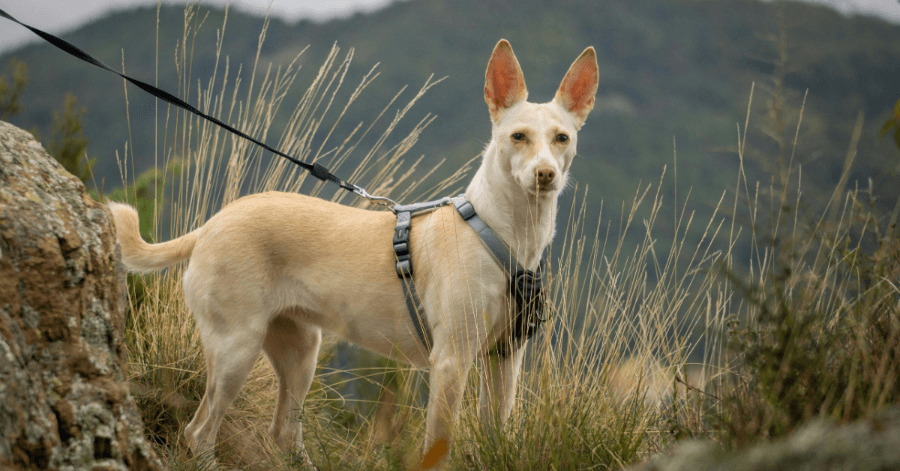 Dog in a running harness on the mountain
