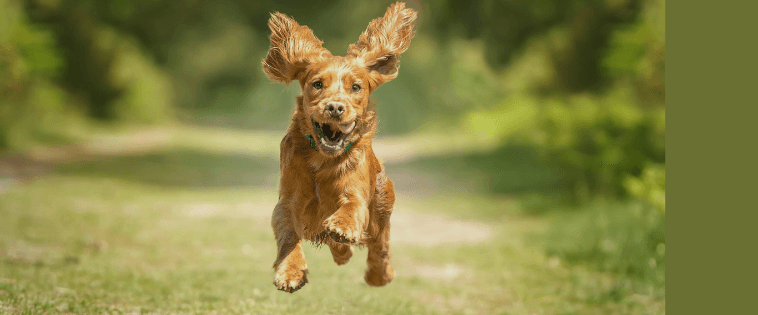 A dog leaping over a log carrying a ball