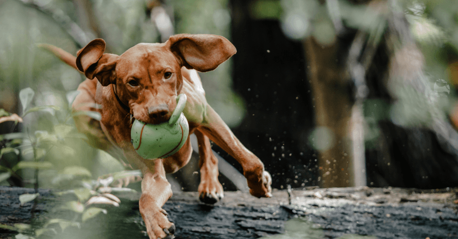 Dog carrying a ball over a log
