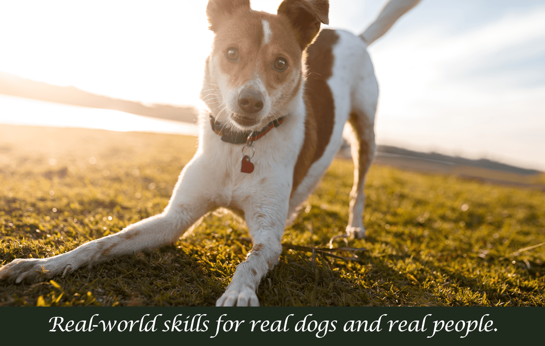 Dog running on the grass at golden hour