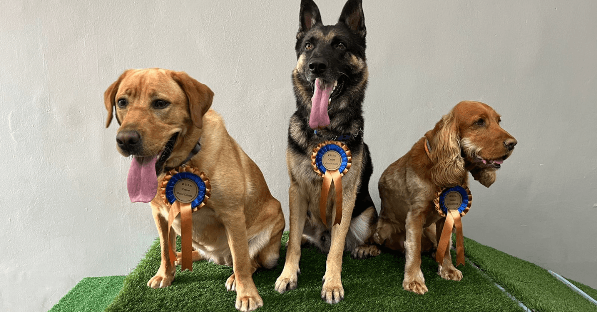Three dogs wearing award rosettes