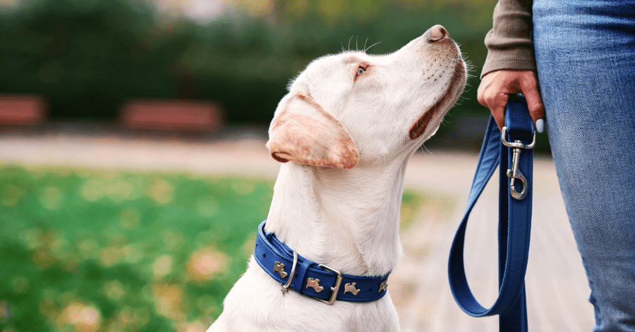 Dog focusing on its handler